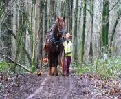 Horses are replacing machines to clear infected trees from a British forest.&#60;br/&#62;&#60;br/&#62;Natural Resources Wales turned back the clock to use traditional forestry skills with the animals.&#60;br/&#62;&#60;br/&#62;They are being used to thin an area of sensitive woodland in Fforest Fawr near Tongwynlais, on the outskirts of Cardiff.