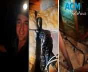 Wild weather in Queensland led the homeowners to take a look inside the roof cavity, where they found a few snake skins and a couple of cosy pythons!