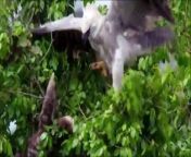 Hello everyone, I am Laika ,the content I explain in this video is Top 10 Eagles Hunt Their Prey Without Mercy&#60;br/&#62;&#60;br/&#62;The content is an educational and instructional documentary video. Absolutely No Violence Intended.&#60;br/&#62;&#60;br/&#62;&#60;br/&#62;&#60;br/&#62;Fiction: It belongs to me.&#60;br/&#62;Edit: It belongs to me.&#60;br/&#62;Animation: It belongs to me.&#60;br/&#62;Production and Direction: It belongs to me.&#60;br/&#62;English Dubbing: It belongs to me.&#60;br/&#62;&#60;br/&#62;For possible Copyright situations, Please contact me via my Email: llaikabusiness@gmail.com