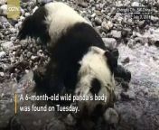 A 6-month-old wild panda was also killed on Wednesday and her death was reportedly caused by the flash floods.
