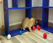 funny cats playing with 1000 balls from 518 1000 jpg