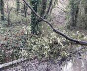 The only road to the site of theformer Crooked House pub in Himley is blockedby fallen trees.