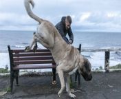 Credit: SWNS&#60;br/&#62;&#60;br/&#62;Meet the UK&#39;s biggest dog - an 18 stone &#39;gentle giant&#39; who eats an entire chicken for dinner every day.&#60;br/&#62;&#60;br/&#62;Two-year-old Abu, a Turkish Malakli, stands at 7ft 2in when on his hind legs and weighs just over 18 stone - the same as a baby elephant.&#60;br/&#62;&#60;br/&#62;Owner Dylan Shaw, 33, believes this makes him the UK&#39;s biggest dog - and he&#39;s expected to put on a few more stone in the next year.&#60;br/&#62;&#60;br/&#62;The huge hound wolfs down 3kg of meat a day, including one whole chicken, three whole mackerel, two eggs, and raw meat dog food every day.&#60;br/&#62;&#60;br/&#62;Dylan says Abu&#39;s diet costs him £11 a day - a little over £4k a year.&#60;br/&#62;&#60;br/&#62;But, despite his size, Abu is a &#92;