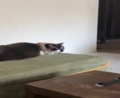 This cat was patiently lying on a bed when they saw a bird outside. They abruptly jumped off the bed to catch the bird. However, they didn&#39;t realize the window was shut and comically crashed into it.