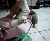 A little Kitty is Disturbing a little Doggy. Everbody are little here. LOL check it out
