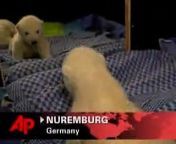 Germany&#39;s polar bear cub Flocke is enamored with her own reflection in the mirror. The cute cub is almost five-weeks old. However, I don&#39;t understand how a bear is on the bed, in the home.. You know what I mean?