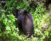 Lucy observes Chimpanzee gestures and translate what they mean.