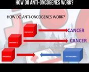 How do anti-oncogenes work? #cancer #oncogene #oncology #health