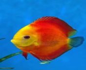 Discus fish Tank --(MP4) from video mp4 1