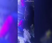 Disappointing video of Charlotte the pregnant virgin stingray from la virgin video