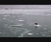 A dog travels on a piece of ice in the ocean ice in the ocean of ice in the oceanيA dog يسافر traveling on a piece of ice in the wandering oceanساA dog يسافر traveling on a piece of ice in the frozen oceanفر traveling on a piece of ice in the frozen ocean from akbar travels download