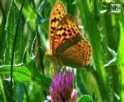 Relaxation film with most beautiful flowers, bees, butterflies &amp; mind blowing relaxing music. &#60;br/&#62;#relaxationvideo&#60;br/&#62;#relaxationfilm&#60;br/&#62;#beautifulnature&#60;br/&#62;#relaxingmusic&#60;br/&#62;#sleepmusic&#60;br/&#62;#naturalrelaxation