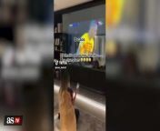 Raphinha’s wife’s viral reaction to his Champions League goal from tanzeem t shirt in viral video