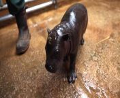 EarthX Website: https://earthxmedia.com/ &#60;br/&#62;&#60;br/&#62;A zoo in Greece is celebrating the birth of a rare and endangered hippopotamus! While a lack of male pygmy&#39;s in captivity makes breeding a challenge, this baby boy is bringing hope to the conservation of the species.&#60;br/&#62; &#60;br/&#62;About EarthxNews:&#60;br/&#62;A weekly program dedicated to covering the stories that shape the planet. Featuring the latest updates in energy, environment, tech, climate, and more.&#60;br/&#62; &#60;br/&#62;EarthX&#60;br/&#62;Love Our Planet. &#60;br/&#62;The Official Network of Earth Day.&#60;br/&#62; &#60;br/&#62;About Us: &#60;br/&#62;At EarthX, we believe our planet is a pretty special place. The people, landscapes, and critters are likely unique to the entire universe, so we consider ourselves lucky to be here. We are committed to protecting the environment by inspiring conservation and sustainability, and our programming along with our range of expert hosts support this mission. We’re glad you’re with us. &#60;br/&#62;  &#60;br/&#62;EarthX is a media company dedicated to inspiring people to care about the planet. We take an omni channel approach to reach audiences of every age through its robust 24/7 linear channel distributed across cable and FAST outlets, along with dynamic, solution oriented short form content on social and digital platforms. EarthX is home to original series, documentaries and snackable content that offer sustainable solutions to environmental challenges. EarthX is the only network that delivers entertaining and inspiring topics that impact and inspire our lives on climate and sustainability. &#60;br/&#62;  &#60;br/&#62; &#60;br/&#62;EarthX Website: https://earthxmedia.com/ &#60;br/&#62; &#60;br/&#62;Follow Us: &#60;br/&#62;Instagram: https://www.instagram.com/earthxtv/ &#60;br/&#62;LinkedIn: https://www.linkedin.com/company/earthxtv &#60;br/&#62;Facebook: https://www.facebook.com/earthxtv &#60;br/&#62; &#60;br/&#62; &#60;br/&#62;How to watch:  &#60;br/&#62;United States:  &#60;br/&#62;- Spectrum &#60;br/&#62;- AT&amp;T U-verse (1267) &#60;br/&#62;- DIRECTV (267) &#60;br/&#62;- Philo &#60;br/&#62;- FuboTV &#60;br/&#62;- Plex &#60;br/&#62; &#60;br/&#62;United Kingdom &amp; Ireland:  &#60;br/&#62;- Sky (180) &#60;br/&#62;- Freeview (79) &#60;br/&#62; &#60;br/&#62;Europe: M7 &#60;br/&#62; &#60;br/&#62;Mexico: Claro &amp; Totalplay &#60;br/&#62;    &#60;br/&#62;#EarthDay #Environment #Sustainability #Eco-friendly #Conservation #EarthxTV #EarthX