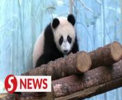 Moscow zoo opened an outside enclosure for giant panda cub Katyusha on Monday (April 29).&#60;br/&#62;&#60;br/&#62;This is the first enclosure for Katyusha which, according to official Moscow zoo statement, represents an important stage in the life of a panda cub.&#60;br/&#62;&#60;br/&#62;WATCH MORE: https://thestartv.com/c/news&#60;br/&#62;SUBSCRIBE: https://cutt.ly/TheStar&#60;br/&#62;LIKE: https://fb.com/TheStarOnline