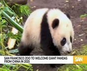San Francisco Zoo to welcome pandas in diplomatic exchange with China from robo combo panda