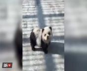 Watch: China zoo paints dogs to look like pandas from hyporeflexia in dogs