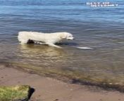 Get ready for a wave of uncontrollable laughter in this viral video showcasing a dog&#39;s hilarious encounter with the ocean! Witness the moment this curious canine gets a shocking surprise from an unsuspecting fish at the beach. Prepare to be charmed by the dog&#39;s adorable confusion, hilarious barks, and the undeniable beach vibes.&#60;br/&#62;&#60;br/&#62;Video ID: WGA476539&#60;br/&#62;&#60;br/&#62;#funnydogvideo #dogscaredoffish #viralvideo #mustsee #trynottolaugh #beachday #dogfails #funnydogreactions #dogatthebeach #cantcontainmylaughter #cantwaittomeetyou #purejoy #makingmemories #loveyoutothemoonandback #dogsofinstagram #fureverfriend #positivevibes #beachlife #scaredycat #wheredidthatcomefrom&#60;br/&#62;