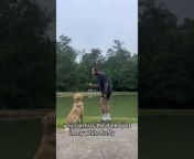 A golden retriever named Dallas went to the pond with his owner. The owner tried to play fetch with him, but Dallas was plotting revenge for his owner previously throwing him into the water. When the opportunity presented itself, Dallas jumped onto his owner, pushing him into the pond with a big splash.