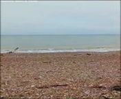 A ‘Great White’ shark has been spotted on West Sussex beach, leaving the locals scared