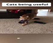 Cat being useful _ #funnycats #catcomedy from cat rena com