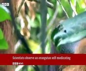 #Orangutan #Indonesia #BBCNews&#60;br/&#62;A Sumatran orangutan in Indonesia has self-medicated using a paste made from plants to heal a large wound on his cheek, said scientists.&#60;br/&#62; &#60;br/&#62;It is the first time a creature in the wild has been recorded treating an injury with a medicinal plant.&#60;br/&#62; &#60;br/&#62;After researchers saw Rakus applying the plant poultice to his face, the wound closed up and healed in a month.&#60;br/&#62; &#60;br/&#62;The behaviour could come from a common ancestor shared by humans and great apes, scientists have said.