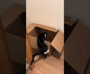 Lilo, the cat, jumped into a large cardboard box put near the stairs. The box slipped down the steps as the cat jumped inside it, making her owner chuckle at her comical antics.