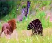 Lion vs bear from lion ভিডিও
