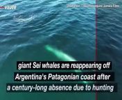 In a remarkable comeback, giant Sei whales are reappearing off Argentina&#39;s Patagonian coast after a century-long absence due to hunting. Veuer’s Maria Mercedes Galuppo has the story.