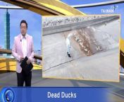The carcasses of nearly 600 ducks have been discovered in a drainage ditch in Changhua. Authorities have sent samples off for testing, and experts say a bird flu outbreak could be to blame.