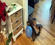Funny Cat Video Try Not To Laugh from kitten gaan
