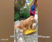➡When Your Dog HAS MIND OF ITS OWNFunniest Dog Ever!&#60;br/&#62;&#60;br/&#62;Get ready to have your funny bone tickled with this fantastic compilation of cats and dogs&#39; funny videos! To become a regular subscriber, please click the subscribe button and ring the bell to ensure that you don&#39;t miss anything from your favorite &#92;